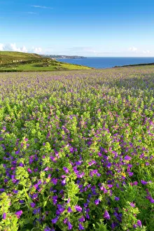 Blueweed: Purple Viper's Bugloss / Paterson's Curse