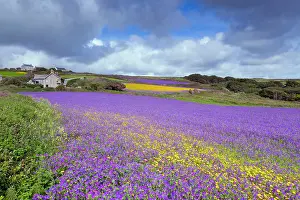 Blueweed: Purple Viper's Bugloss / Paterson's Curse