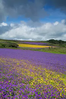 Blueweed: Purple Viper's Bugloss / Paterson's Curse - with