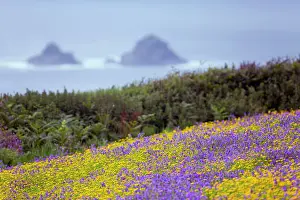 Blueweed: Purple Viper's Bugloss / Paterson's Curse - with