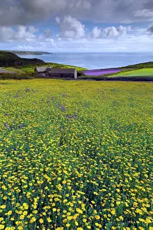 Blueweed: Purple Viper's Bugloss / Paterson's Curse - with