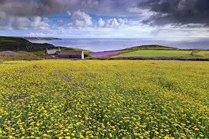 Blueweed: Purple Viper's Bugloss / Paterson's Curse - with