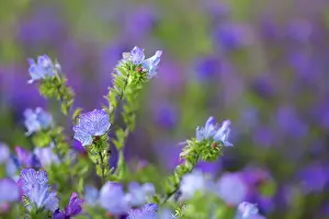 Bugloss: Purple Viper's Bugloss - Summer