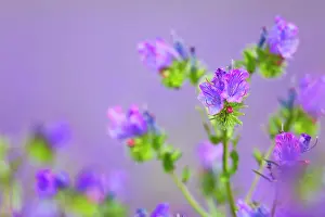 Bugloss: Purple Viper's Bugloss - Summer