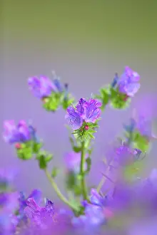 Bugloss: Purple Viper's Bugloss - Summer