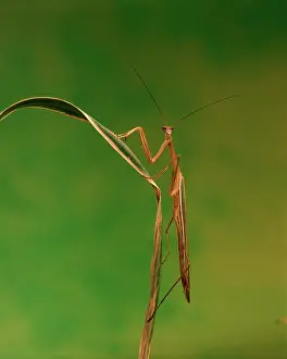 Mantids: Purple-winged Mantid