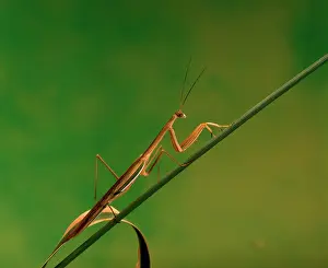 Mantids: Purple-winged Mantid
