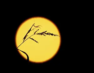 Mantids: Purple-winged Mantid - Silhouetted against the moon