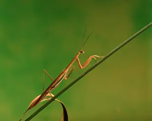 Australasiae: Purple-winged mantid (Tenodera australasiae)