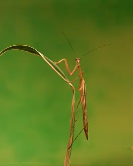 Mantid: Purple-winged mantid (Tenodera australasiae)