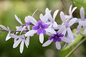 Racemosa: Purple wreath