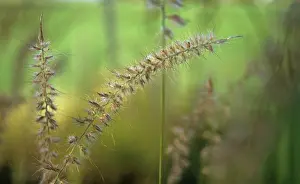 Pennisetum: Purplefountaingrass