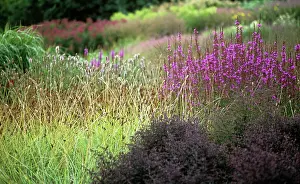 Loosestrife: Purpleloosestrife