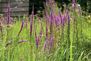 Loosestrife: Purpleloosestrife