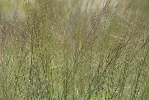 Molinia: PurpleMoorGrass
