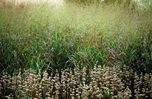 Molinia: PurpleMoorGrass