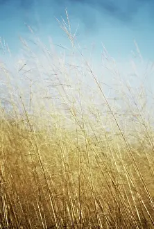 Molinia: PurpleMoorGrass
