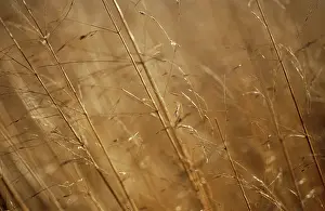 Molinia: PurpleMoorGrass