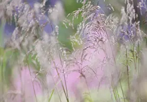 Feathery: PurpleMoorGrass
