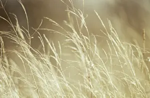 Molinia: PurpleMoorGrass