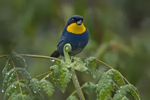 110119: Purplish-mantled Tanager (Iridosornis porphyrocephalus)