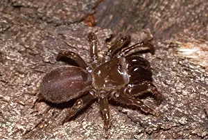 Shiny: PURSE WEB SPIDER