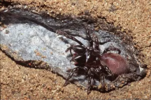 Burrows: PURSE WEB SPIDER & BURROW