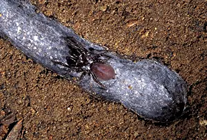 Purse: Purse-web Spider - In its tunnel silk sheated