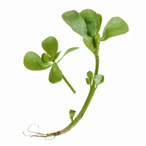 Hogweed: Purslane