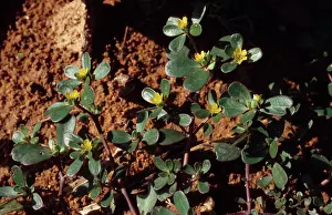 Nuisance: Purslane in flower