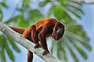 Tambopata: Purus Red Howler Monkey Tambopata-Candamo Nature