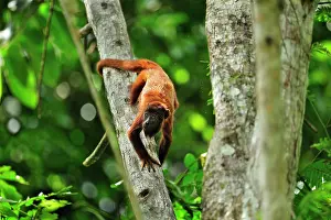 Tambopata: Purus Red Howler Monkey Tambopata-Candamo Nature