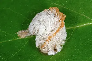 Sting: Puss Caterpillar