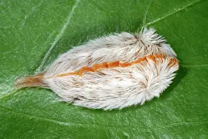 Sting: Puss Caterpillar