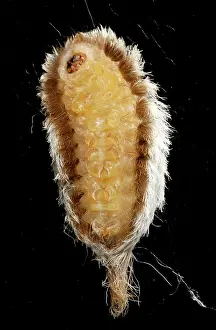 Sting: Puss Caterpillar
