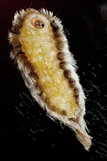 Sting: Puss Caterpillar