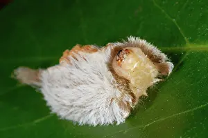 Larvae: Puss Caterpillar