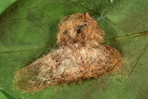 Sting: Puss Caterpillar Cocoon