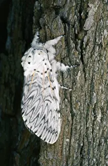 Puss: PUSS MOTH
