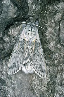Puss: Puss Moth