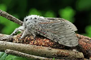 Puss: Puss Moth