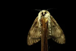 Puss: Puss Moth