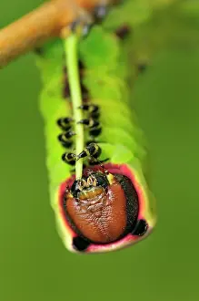 Puss: Puss Moth caterpillar