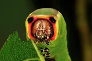 Puss: Puss Moth caterpillar