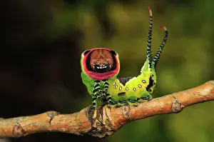 Puss: Puss Moth caterpillar