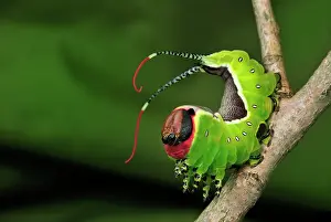 Puss: Puss Moth caterpillar