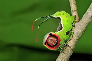 Puss: Puss Moth caterpillar
