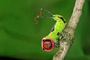 Puss: Puss Moth caterpillar
