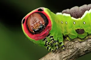 Puss: Puss Moth caterpillar