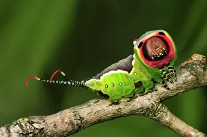 Puss: Puss Moth caterpillar